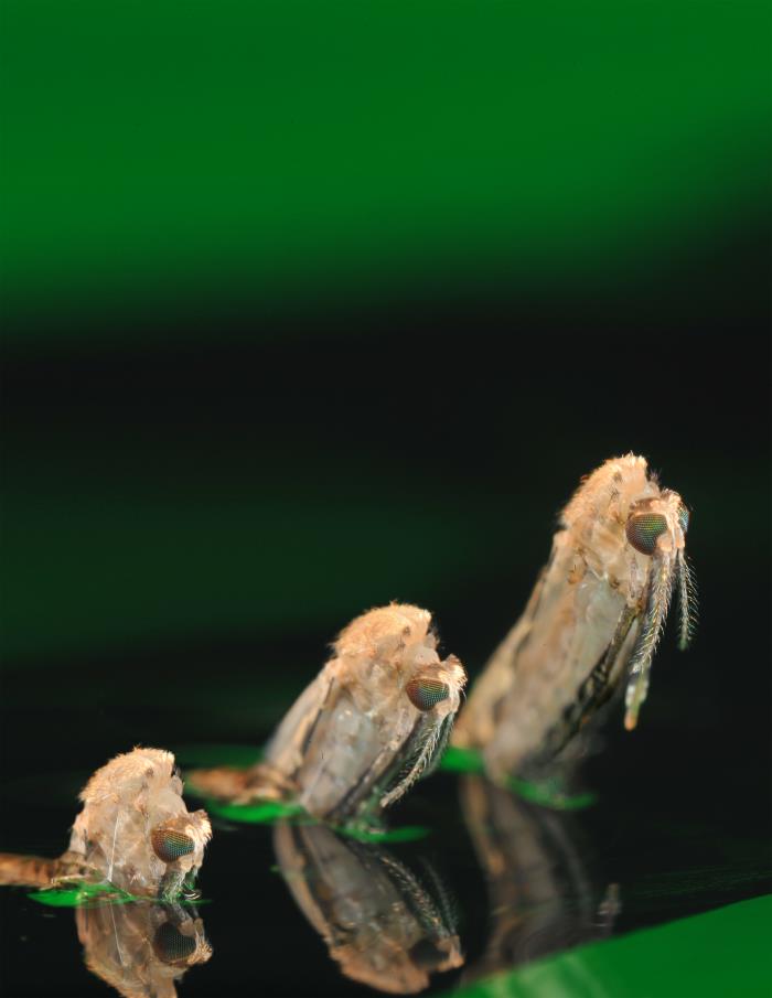 Mosquito larvae emerging from a pool of water